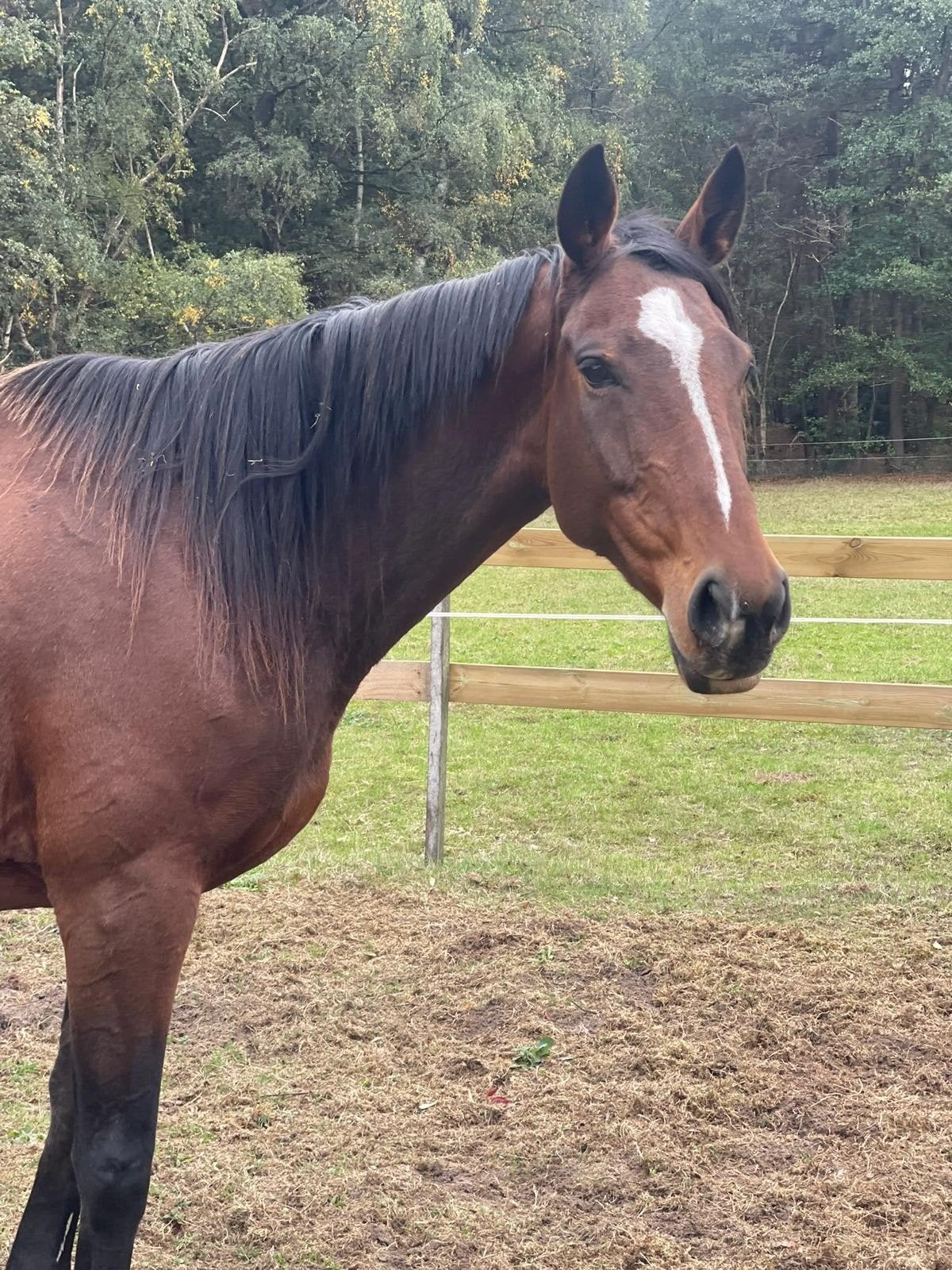 paarden te koop met toebehoren ook afzonderlijk mogelijk, Merrie, Recreatiepaard