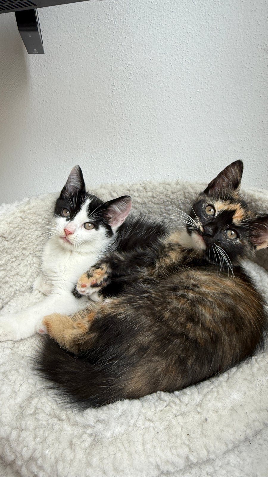 Kittens  (ontwormt, zindelijk, schoot getrained), Meerdere dieren