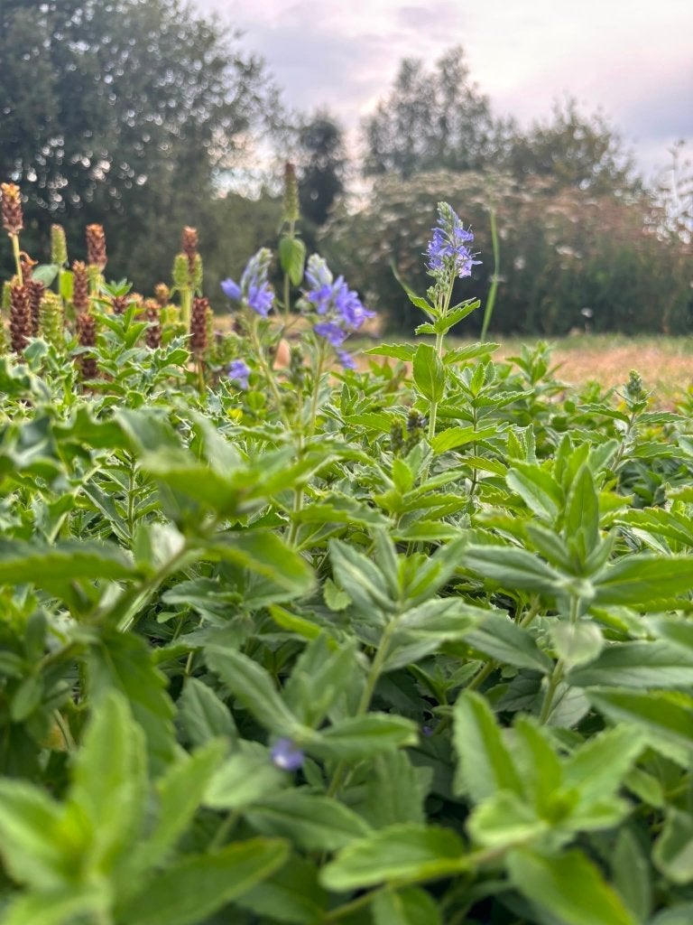 Brede ereprijs, vaste kruipende plant te koop, Tuin en Terras, Bodembedekkers, Volle zon, Vaste plant, Ophalen of Verzenden
