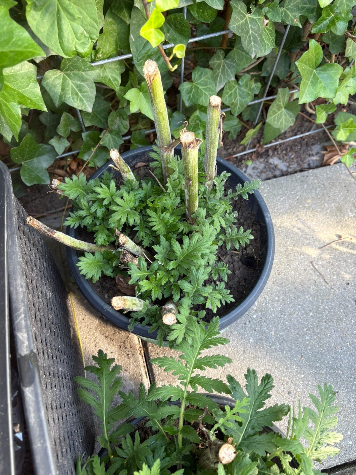 Achillea Millefolium / Duizendblad, Ophalen, Overige soorten, Volle zon
