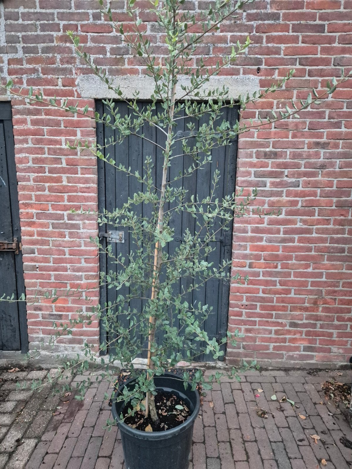Quercus Suber (Kurkeik) 200-250 cm, Tuin en Terras, Ophalen