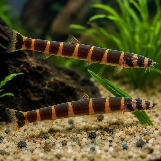 3x Indische Modderkruiper (Pangio kuhlii), Zoetwatervis