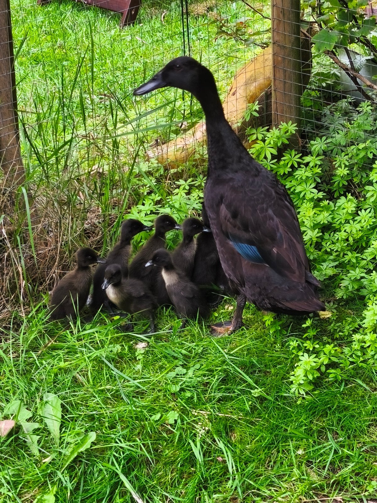 Indische Loopeenden,6 weken., Dieren en Toebehoren, Meerdere dieren, Eend