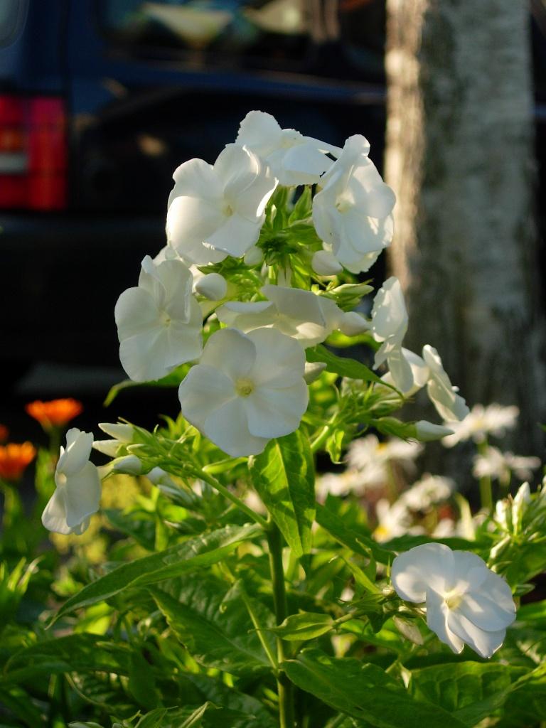 phlox, Ophalen, Overige soorten, Volle zon