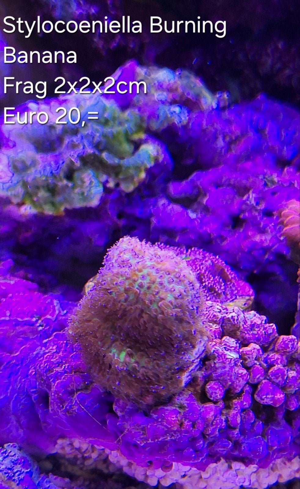 Stylocoeniella Burning Banana frag, Vis