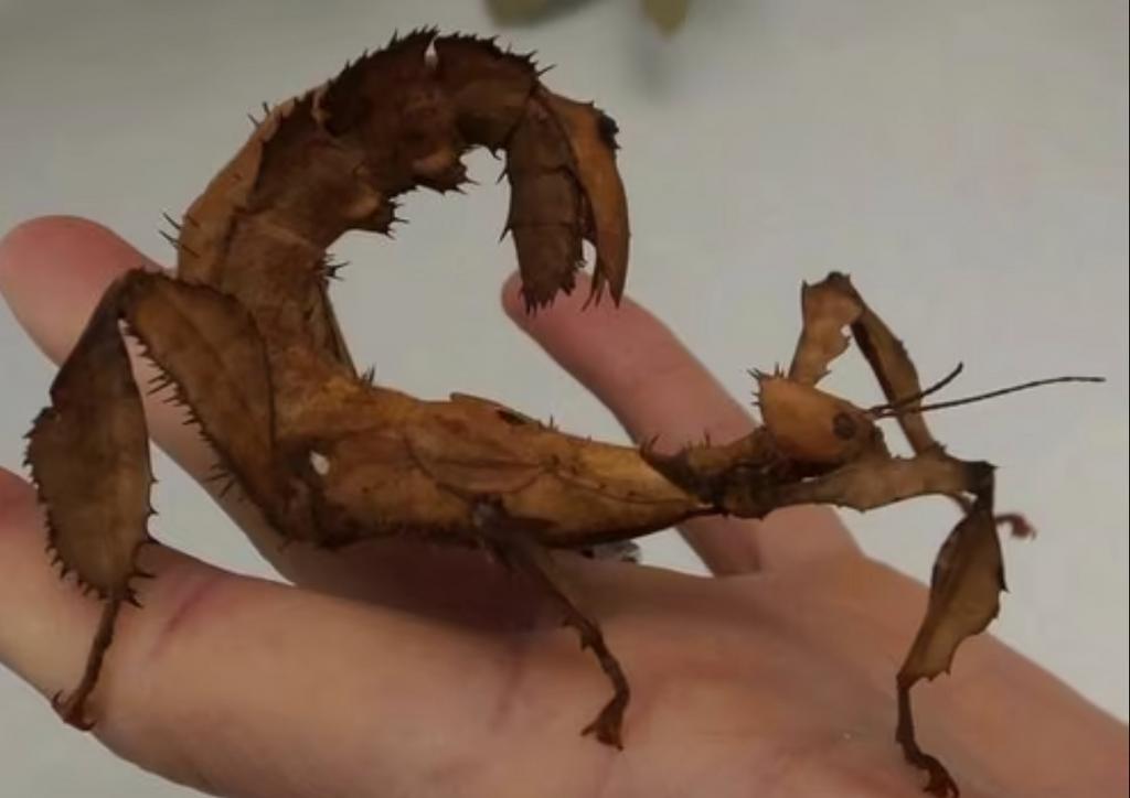 Eitjes van de Australische flappentak, Wandelende tak