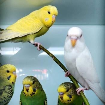 Grasparkietjes te koop, Meerdere dieren, Parkiet