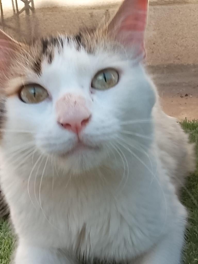 Jarela, Menelao, 24-10-24 door baas afgestaan aan asiel, Kater, Kortharig, 0 tot 2 jaar