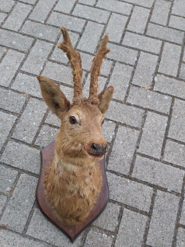 Gave ree kop in zeer goede staat, Verzamelen, Ophalen of Verzenden, Zo goed als nieuw, Hert, Gewei of Kop