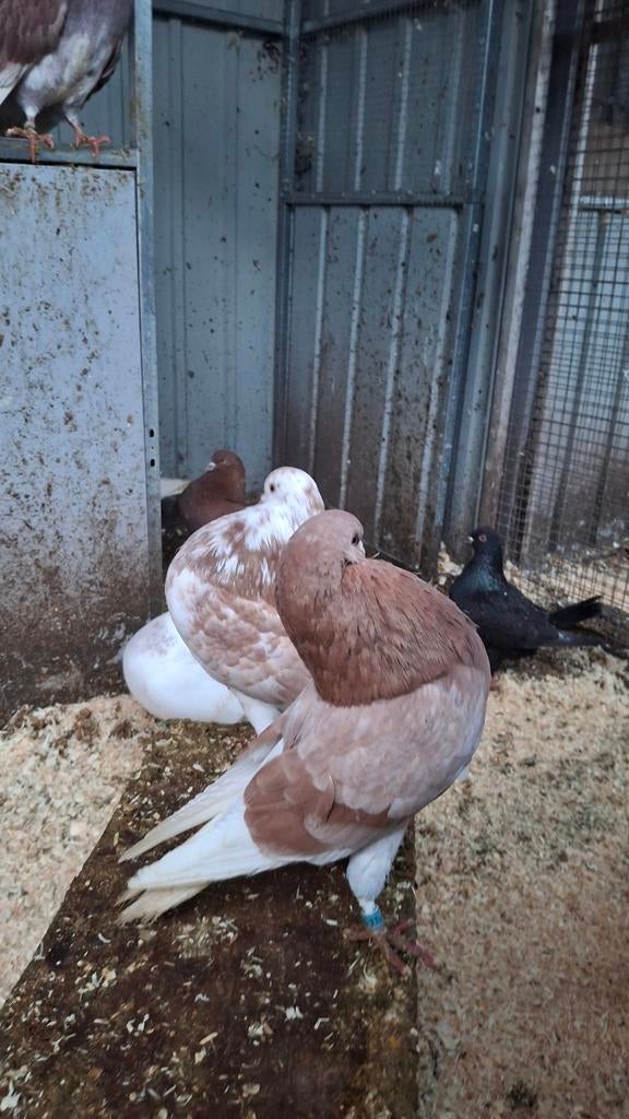 Gelderse slenk, Dieren en Toebehoren, Vogels | Duiven, Overige soorten, Meerdere dieren