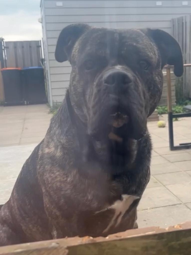 MOOIE FORSE DEKREU    CANECORSO/AMERICANBULLY, Reu, 1 tot 2 jaar, Eén hond, CDV (hondenziekte)