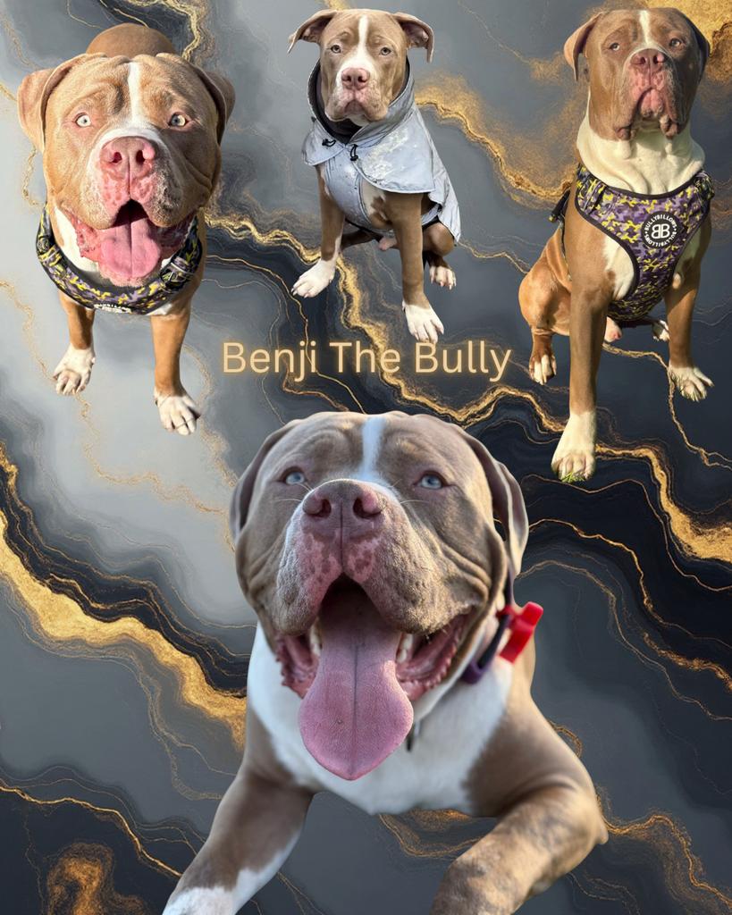 Amerikaanse Bully Dekreu American Bully, Reu, 1 tot 2 jaar, Parvo, Eén hond