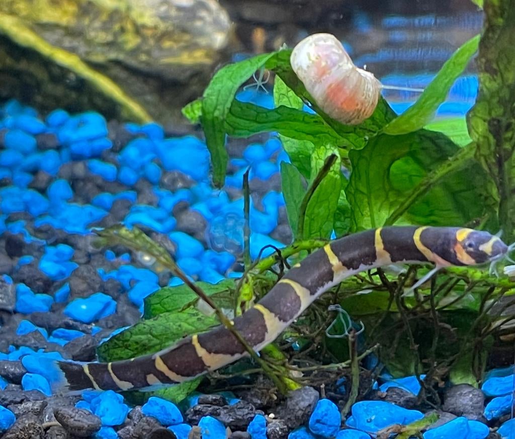Kuhlii loach Sumatra - Indische modderkruiper, Dieren en Toebehoren, Vissen | Aquariumvissen, Vis