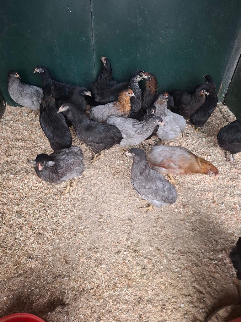 Groenleggers en araucana's voor groene eieren, Dieren en Toebehoren, Pluimvee, Vrouwelijk, Kip