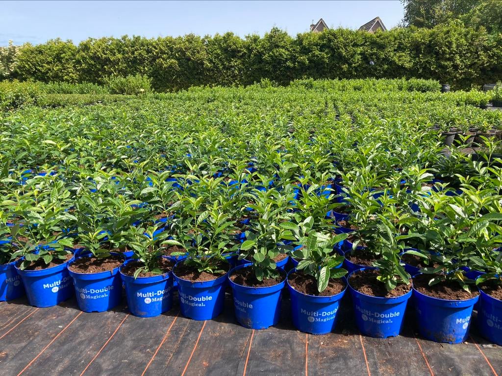 Prunus Genolia. Vanaf €7.50, Tuin en Terras, Ophalen, Laurier, Haag, 100 tot 250 cm