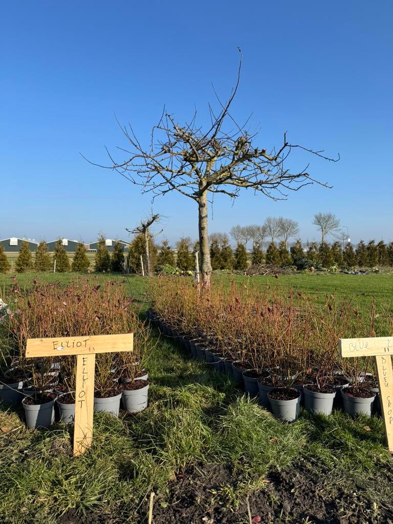 Blauwe bessen struiken C2, Tuin en Terras, Planten | Fruitbomen, Ophalen of Verzenden, In pot, Overige soorten