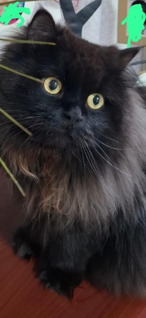 Katten, Kater, Ontwormd, 3 tot 5 jaar