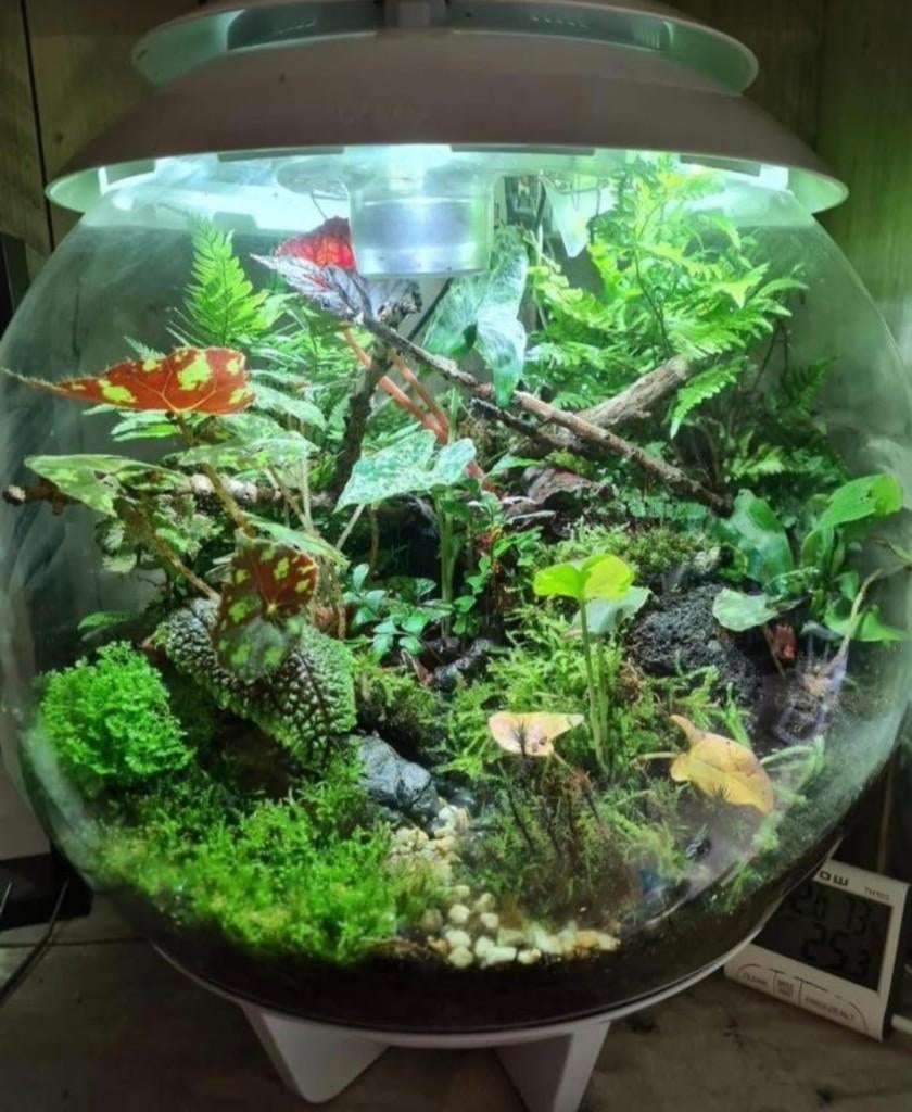 Oase biorb air leeg of volledig op maat ingericht, Ophalen, Nieuw, Terrarium of Paludarium