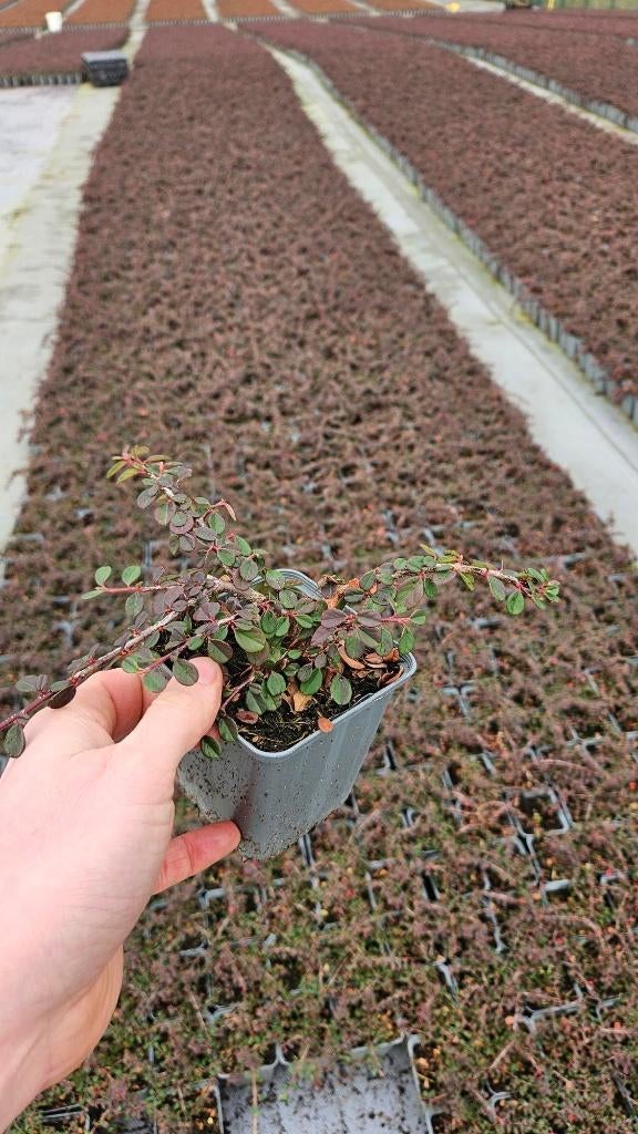 Cotoneaster Streibs Findling - dwergmispel, Tuin en Terras, Planten | Tuinplanten, Overige soorten, Volle zon, Vaste plant, Ophalen of Verzenden