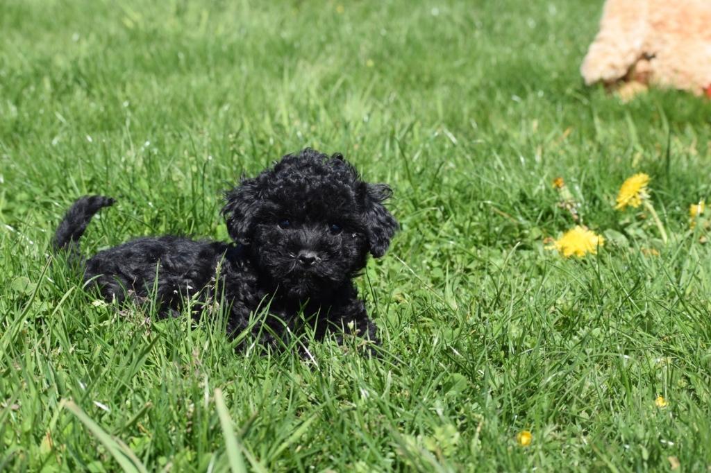 Poedel pups verschillende kleuren, Poedel, 15 weken tot 1 jaar, Buitenland, Parvo