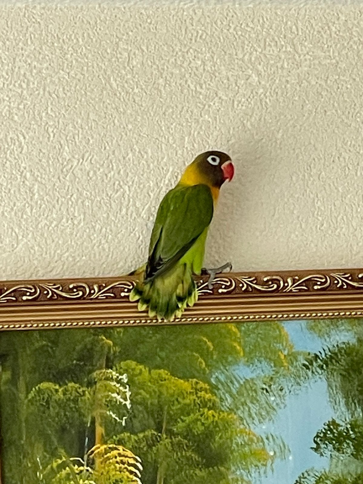 Prachtige Agapornis Dwergpapegaai Lovebird Handtam bijt niet, Meerdere dieren, Dwergpapegaai of Agapornis, Geringd