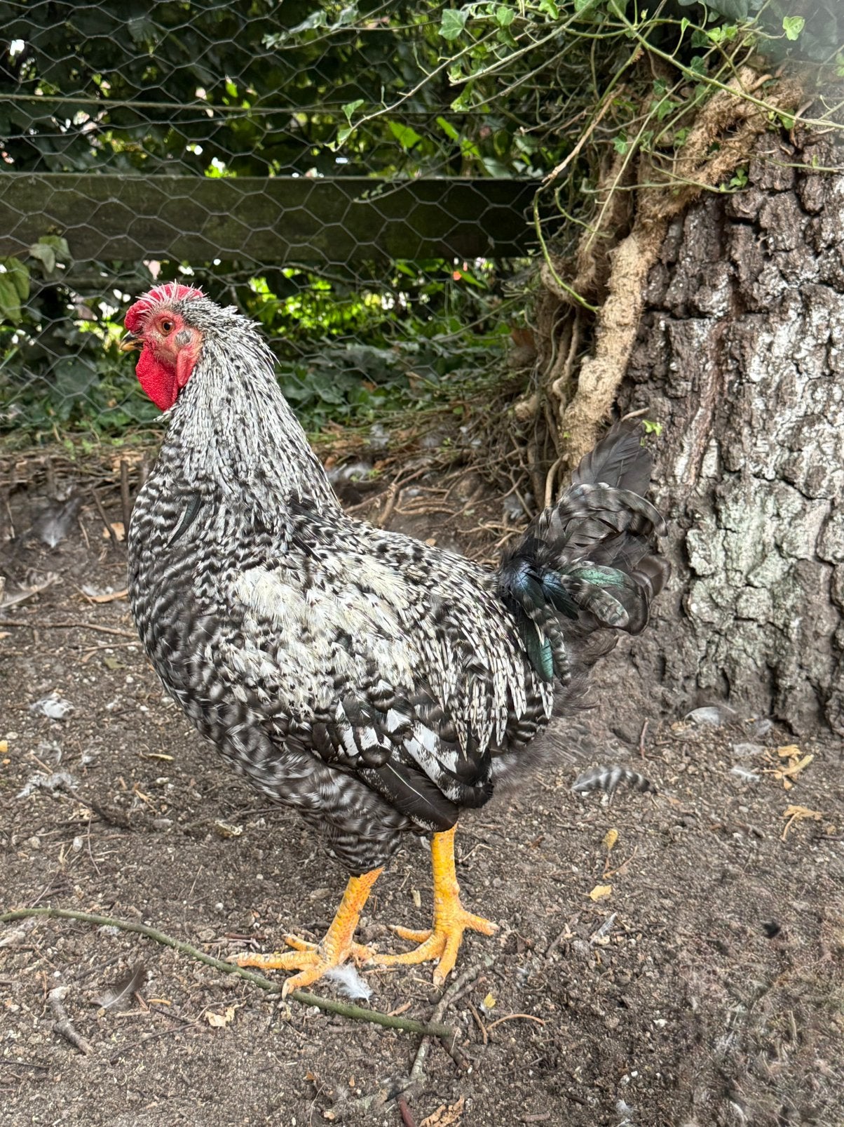 Wyandotte haan | maart 2026, Dieren en Toebehoren, Pluimvee, Mannelijk, Kip