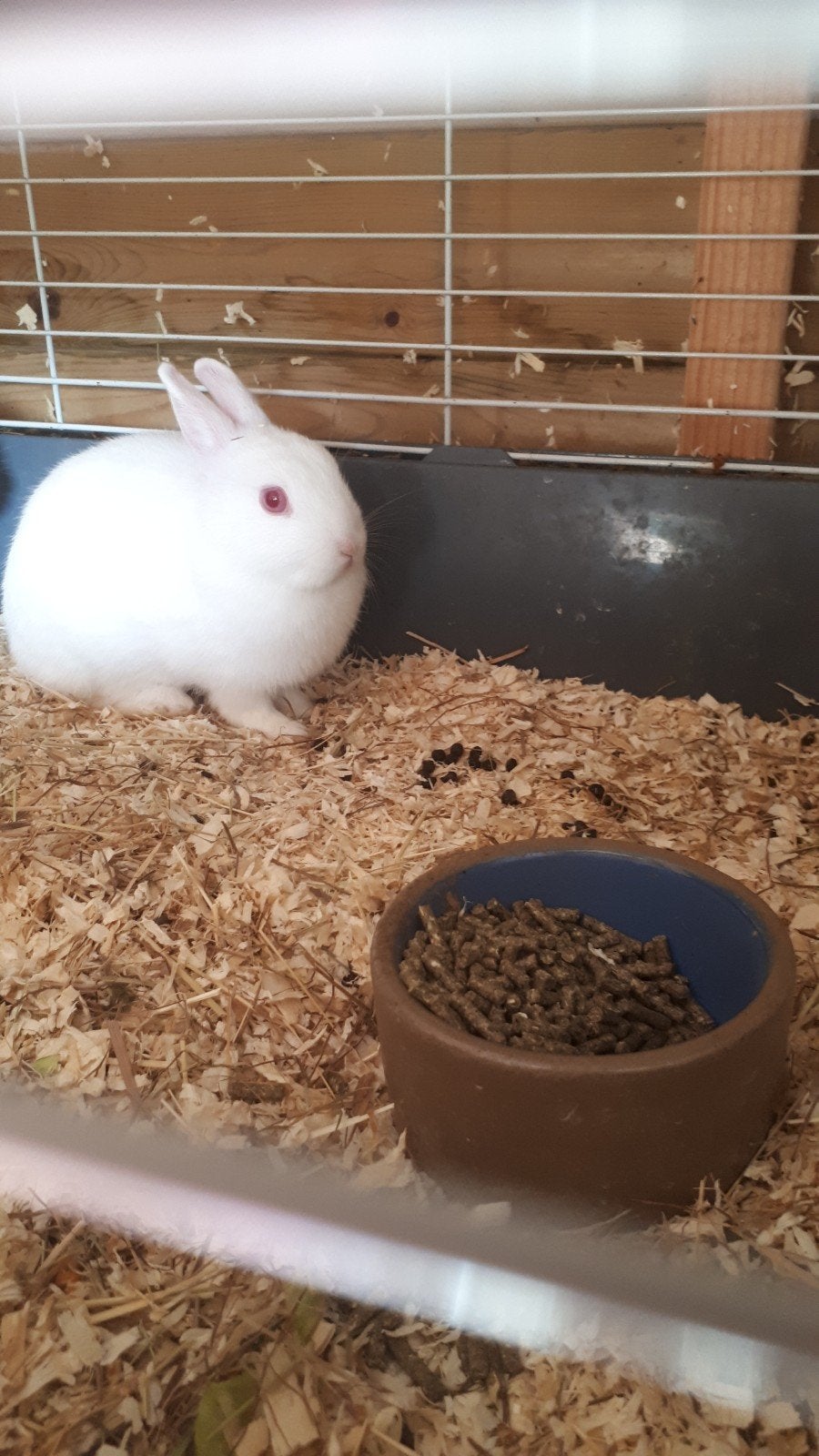 te koop 2 voedsters 16 week oud dwerg konijnen, Dieren en Toebehoren, Konijnen, Vrouwelijk, Dwerg