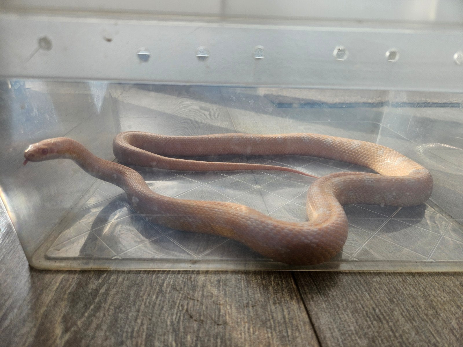 Rattenslang inclusief terrarium en toebehoren Rat Snake photo 2