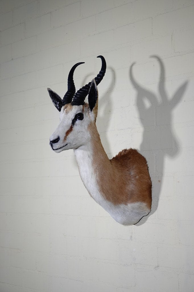 springbok taxidermy opgezette antilope afrika, Ophalen, Zo goed als nieuw, Hert, Gewei of Kop
