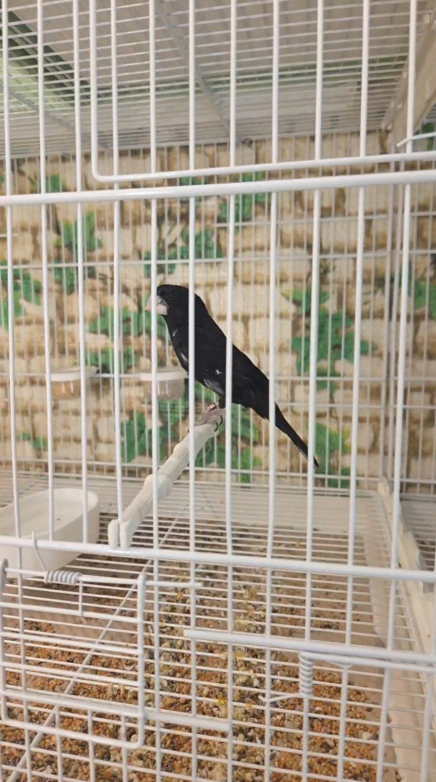 Twatwa Maximiliani, Dieren en Toebehoren, Meerdere dieren, Postduif