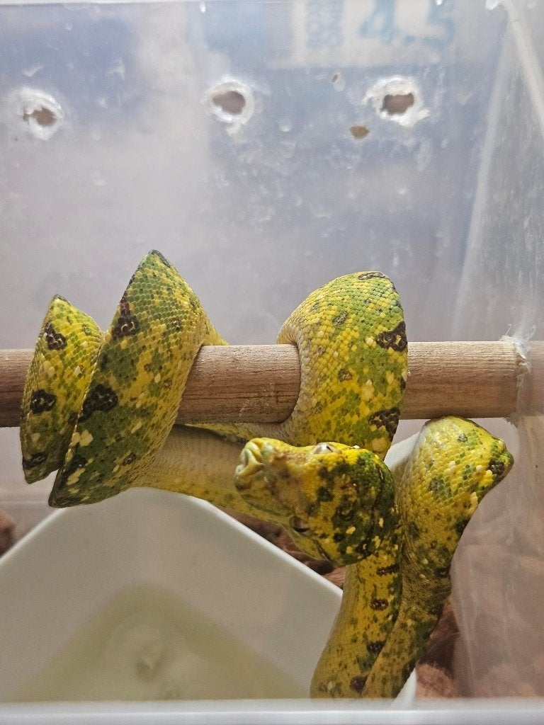 reservationreservation Snakeday Morelia viridis biak 2024 Green Tree Python photo 10