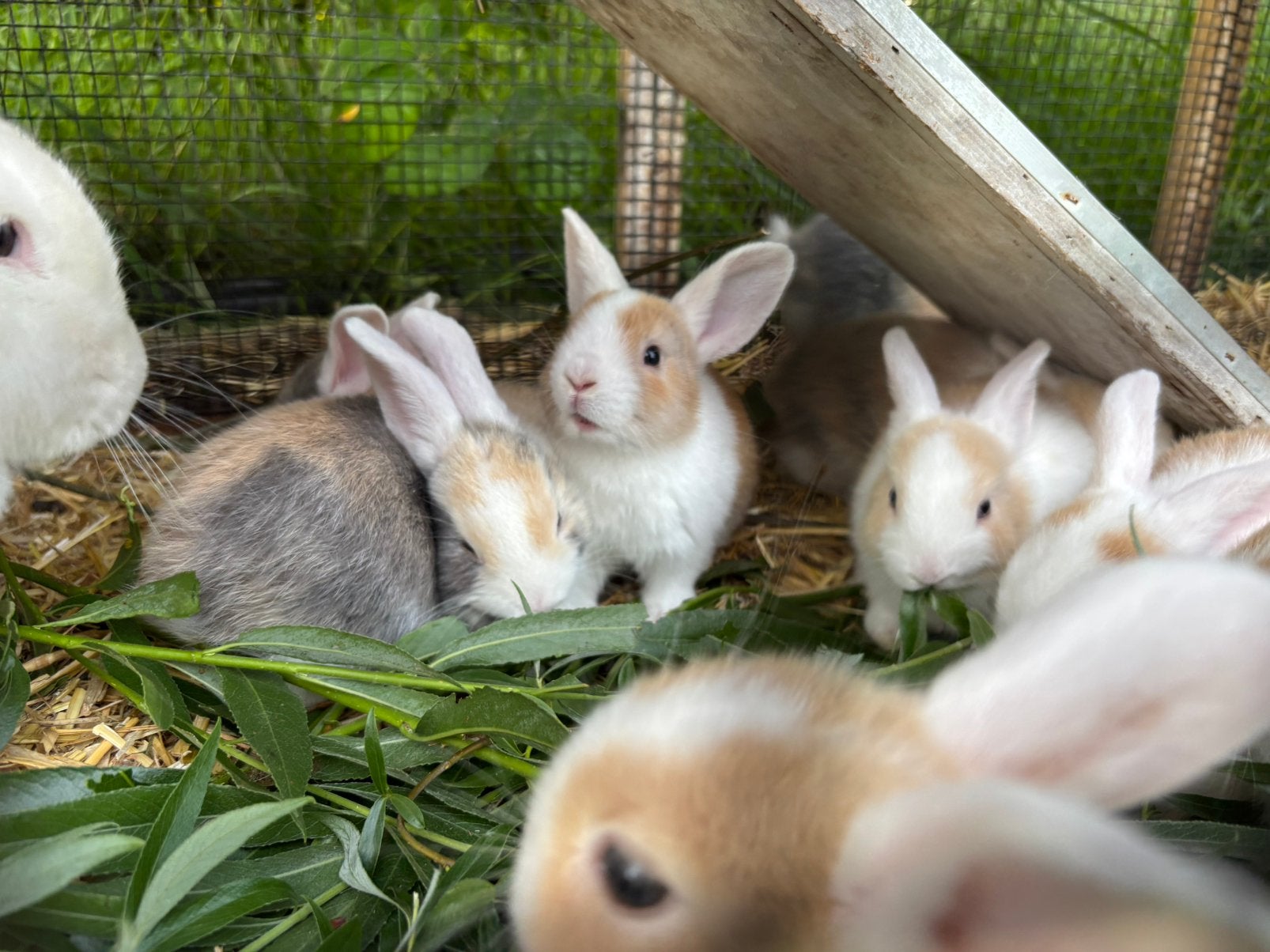 Mooie jonge konijntjes. Mogen over 2 weken weg., Dieren en Toebehoren, Meerdere dieren