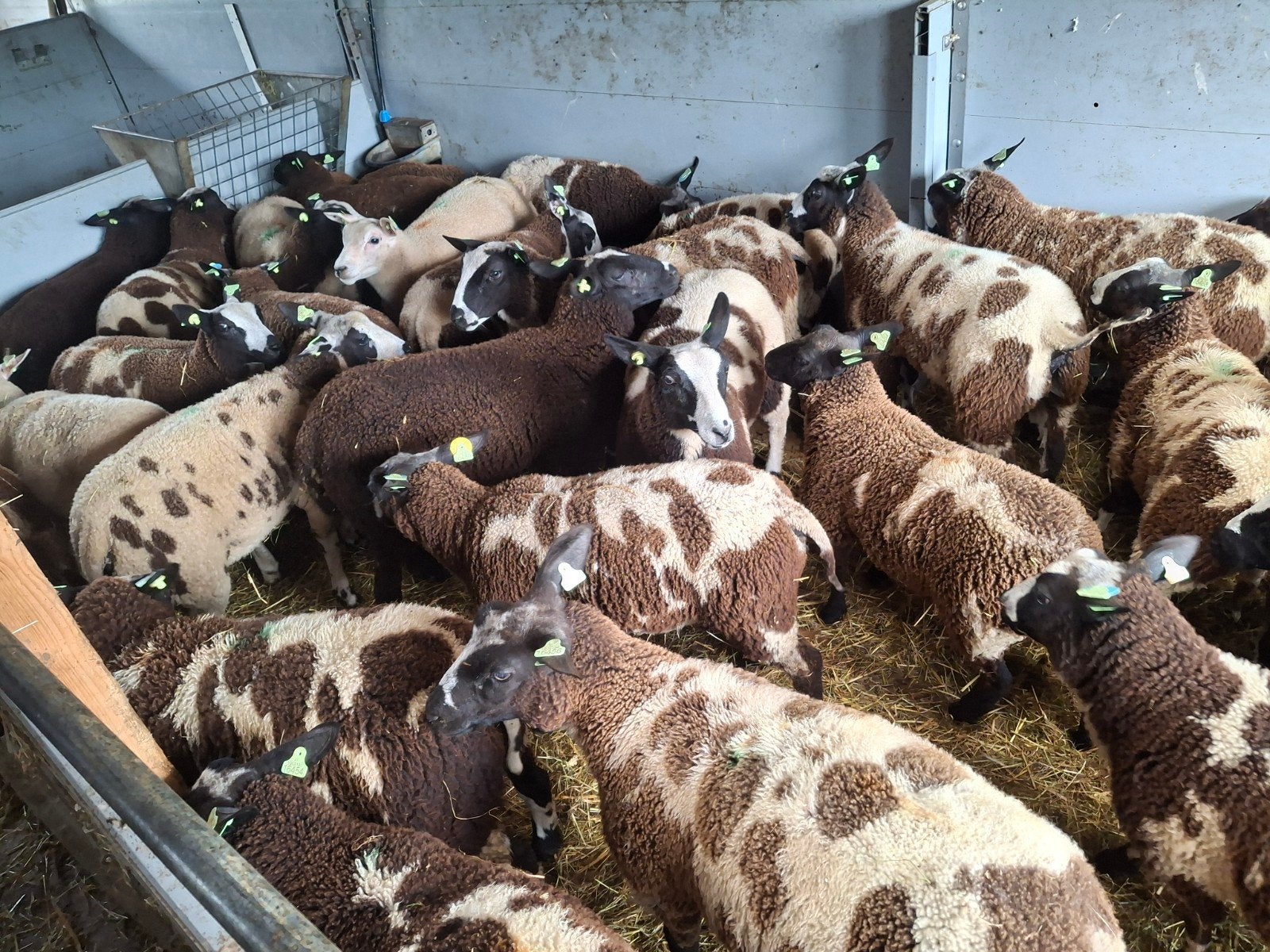 40 lammeren te koop, Dieren en Toebehoren, Meerdere dieren, Schaap