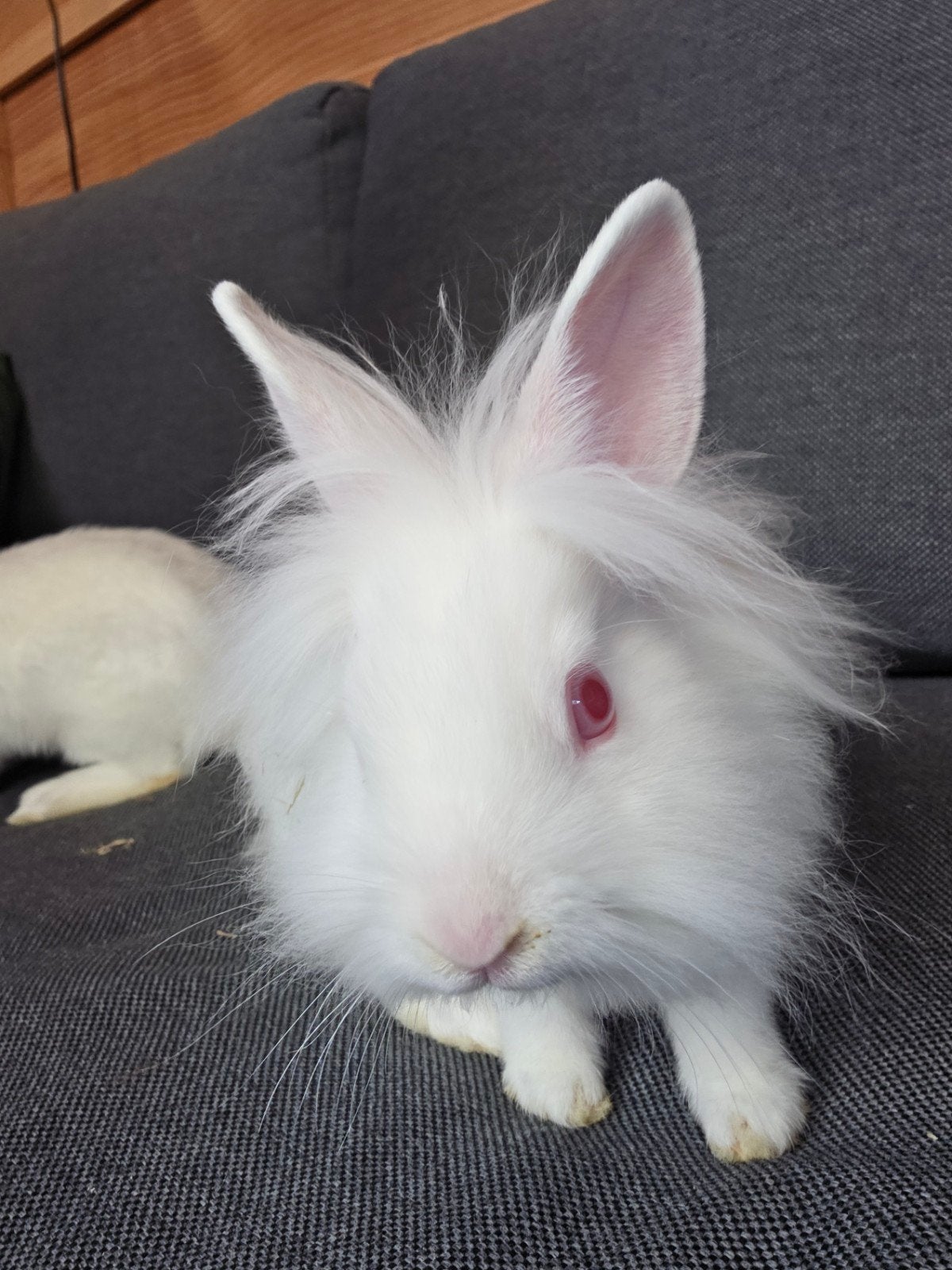 Lief konijnenkoppel zoekt een nieuw huisje!