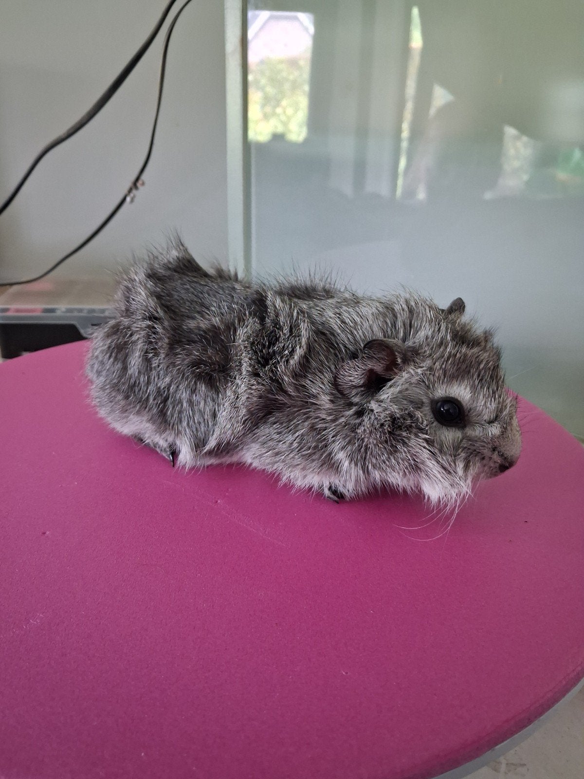 Zilveragouti borstel beer, Dieren en Toebehoren, Cavia, April, Mannelijk, Tam
