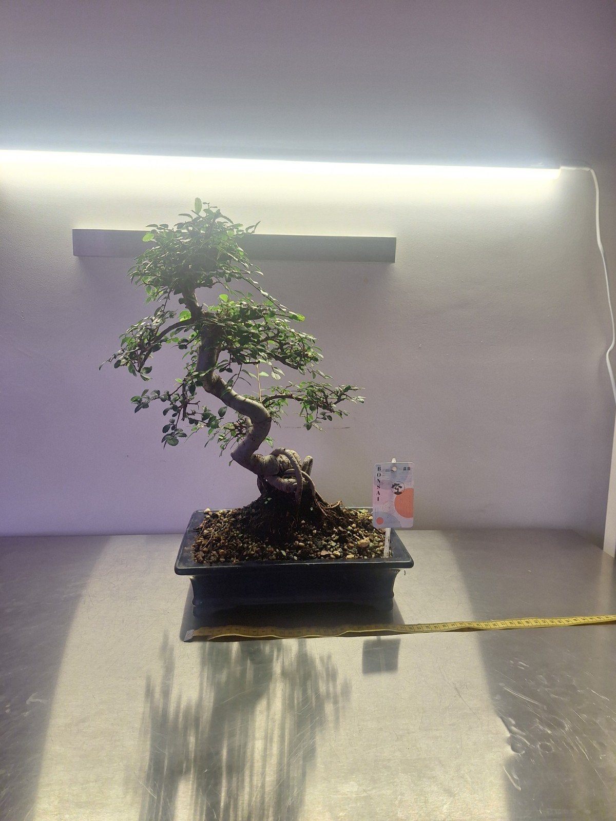 Bonsai Zelkova, Ophalen, Bloeit niet, Halfschaduw, Overige soorten
