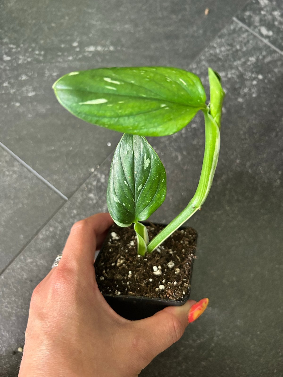 Monstera standleyana variegata - Zeldzame kamerplant, Ophalen of Verzenden, Halfschaduw, Minder dan 100 cm