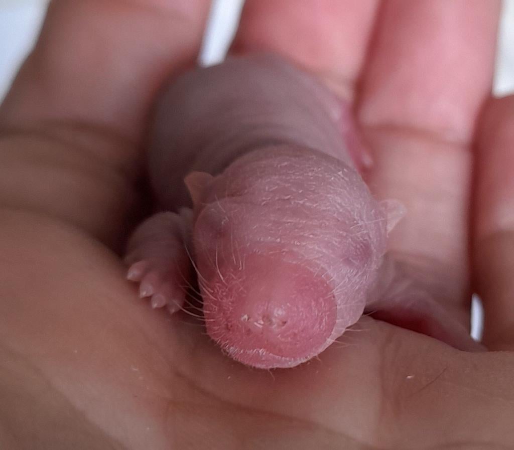 Rittens ratjes ratten, Dieren en Toebehoren, Knaagdieren, Rat, Mei, Meerdere dieren, Tam