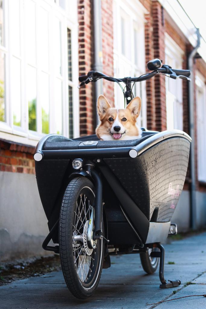 Te huur l Urban Arrow elektrische bakfiets met jouw hond 🐾, Huif, Ophalen, Overige merken, 1 kind