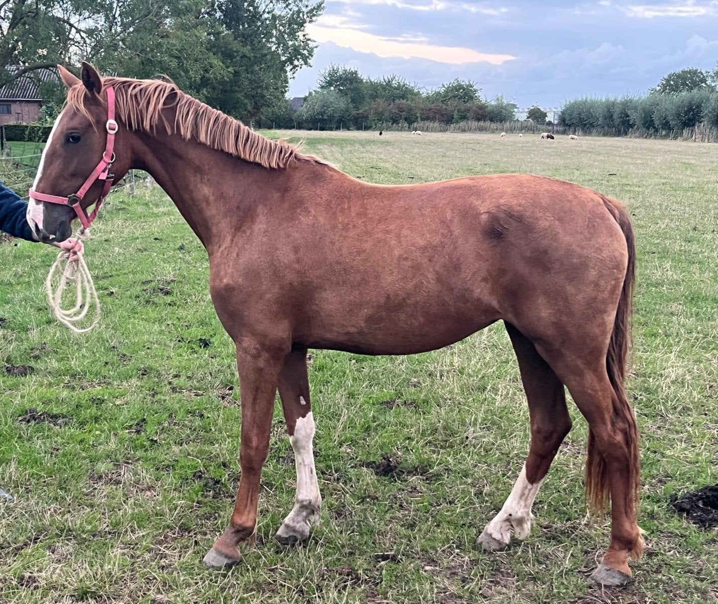Tuigpaard merrie 2.5 jaar, Merrie, Niet van toepassing, Tuigpaard