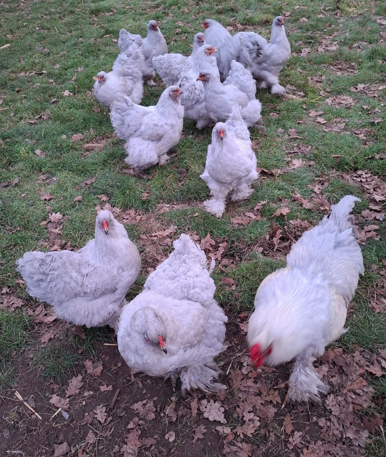 Broedeieren brahma parelgrijs en parelgrijs koekoek, Dieren en Toebehoren, Pluimvee, Kip