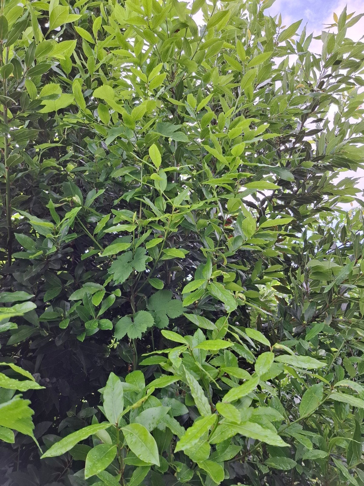 Laurier bladeren, Ophalen of Verzenden, Laurier, Struik, 100 tot 250 cm