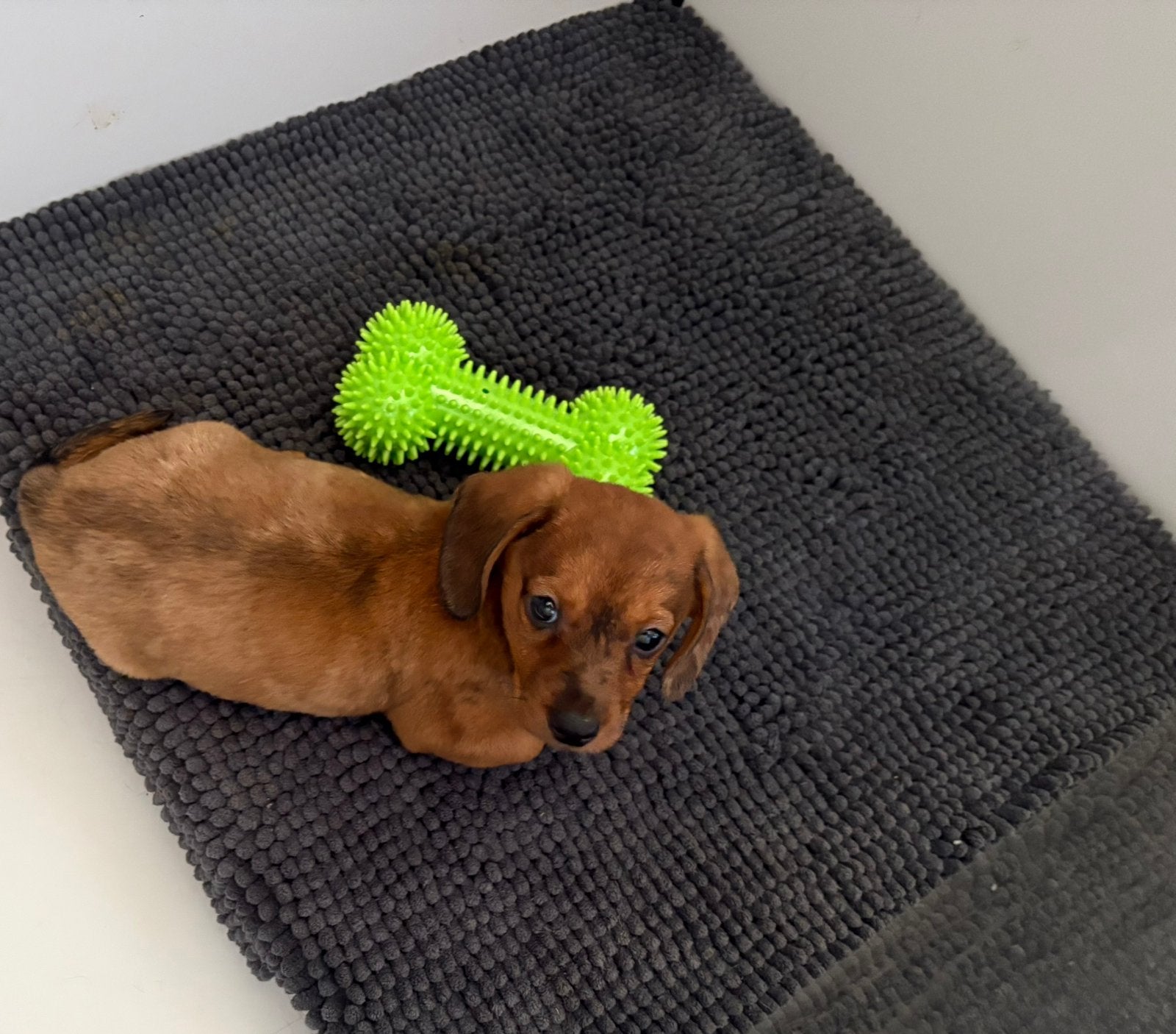 Teckel puppy Reutje, Dieren en Toebehoren, Parvo, Standaard, 8 tot 15 weken, Korthaar