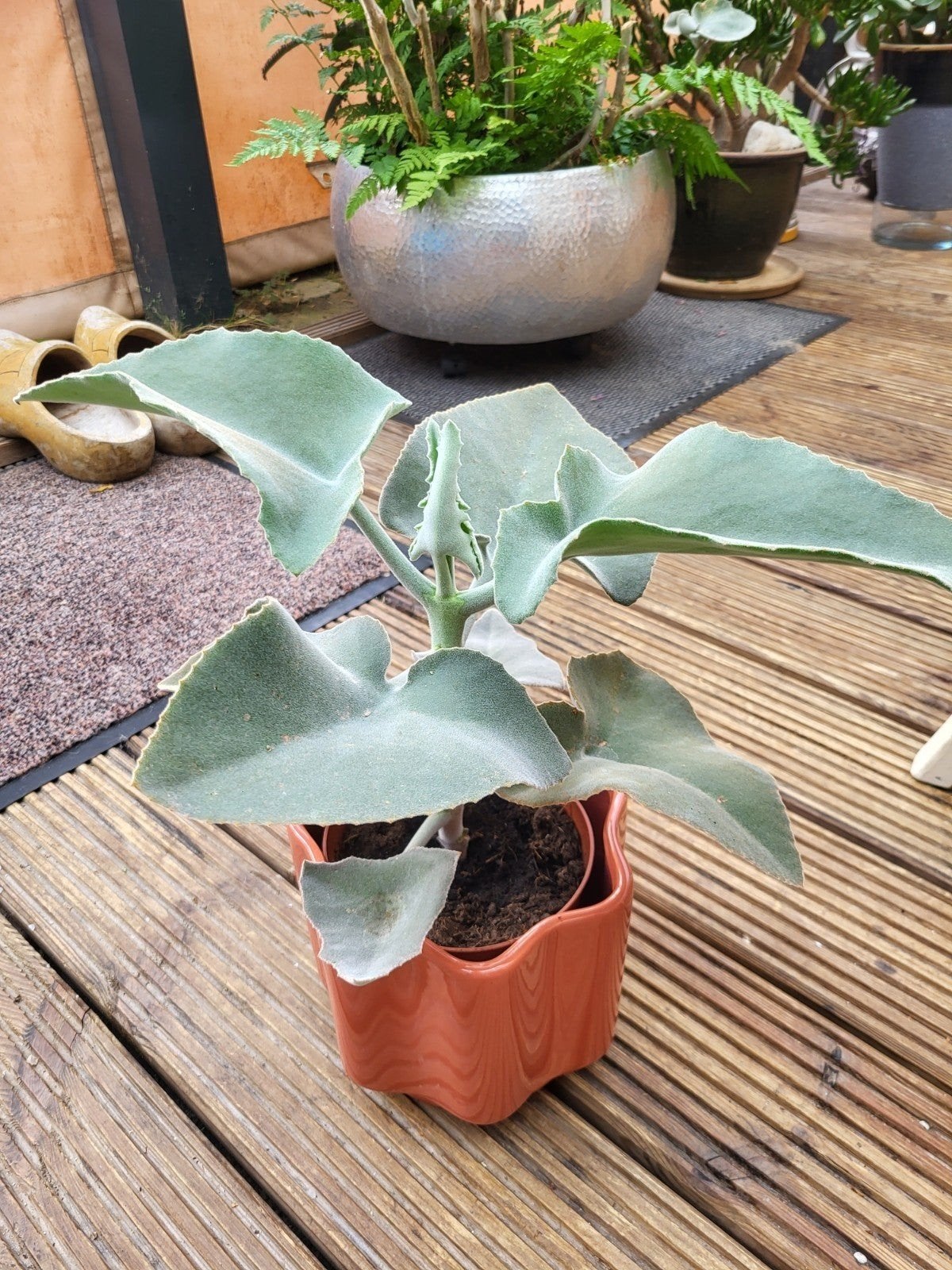 kamerplant Kalanchoe beharensis, Groene kamerplant, Ophalen, Halfschaduw, Minder dan 100 cm