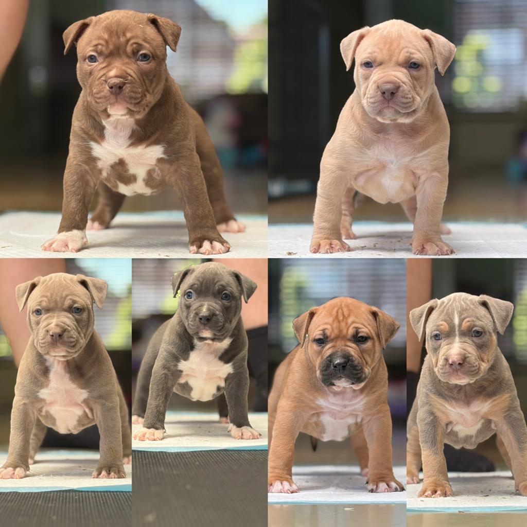 American Bully XL puppy’s, Dieren en Toebehoren, Honden | Bulldogs, Pinschers en Molossers, Meerdere dieren, Overige rassen, Particulier