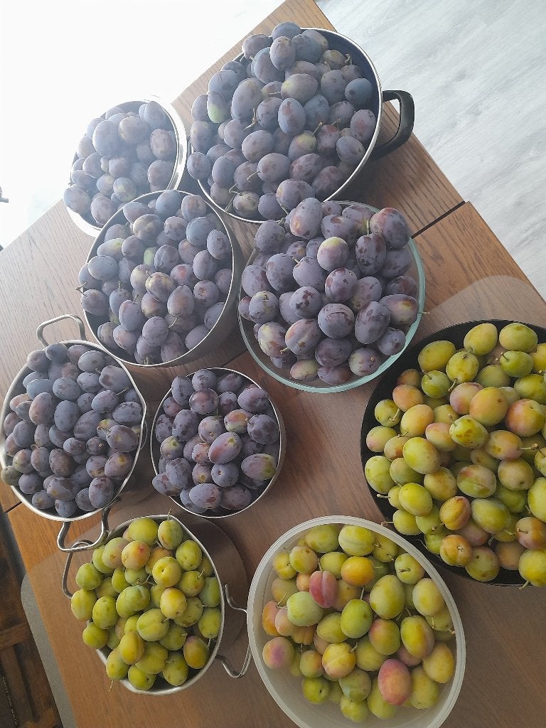Pruimen, Diversen, Levensmiddelen, Ophalen