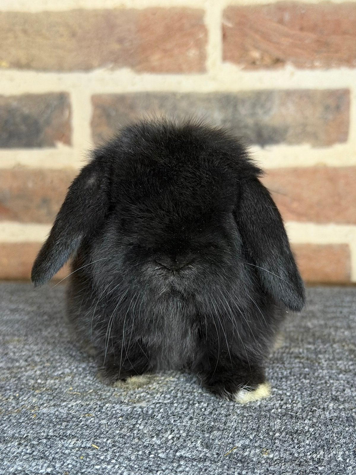 Prachtige Minilop/Minilops koppeltjes te reserveren!, Dieren en Toebehoren, Meerdere dieren, Dwerg, Hangoor, 0 tot 2 jaar