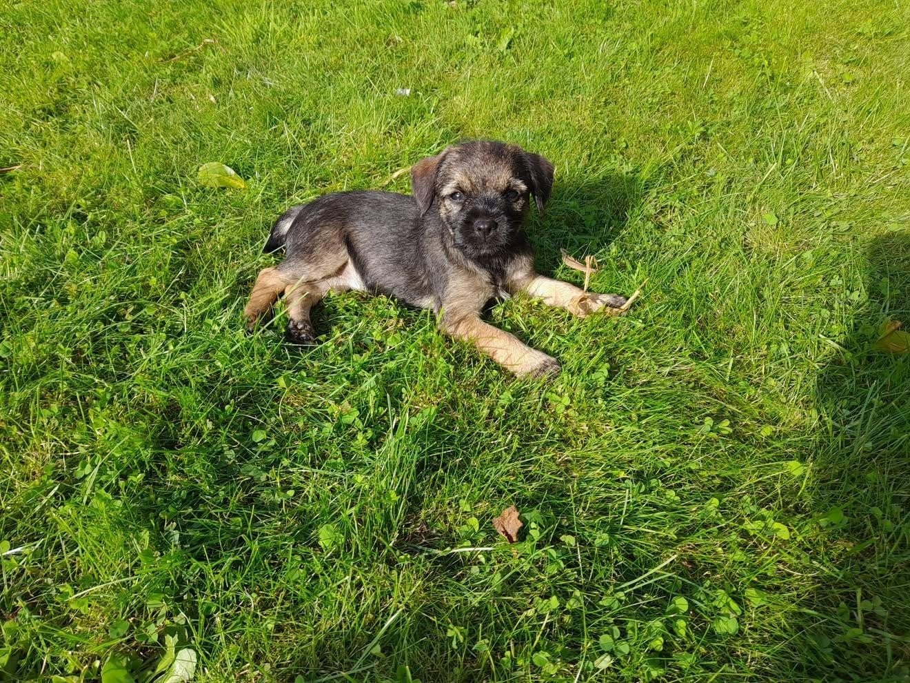 Raszuivere borderterrier pups te koop!, Dieren en Toebehoren, Overige rassen, 8 tot 15 weken, Meerdere, Meerdere dieren