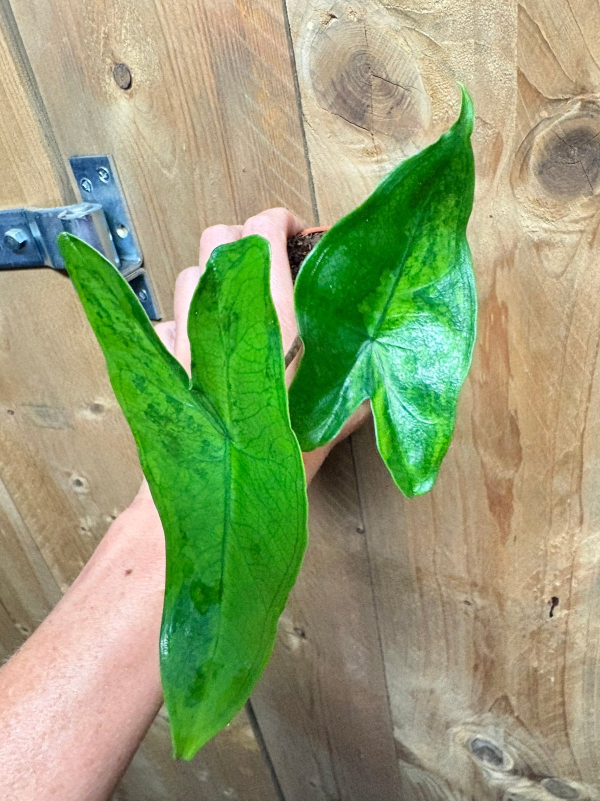 Alocasia tigrina superba variegata plant green gog mint, Ophalen of Verzenden, Halfschaduw, Minder dan 100 cm