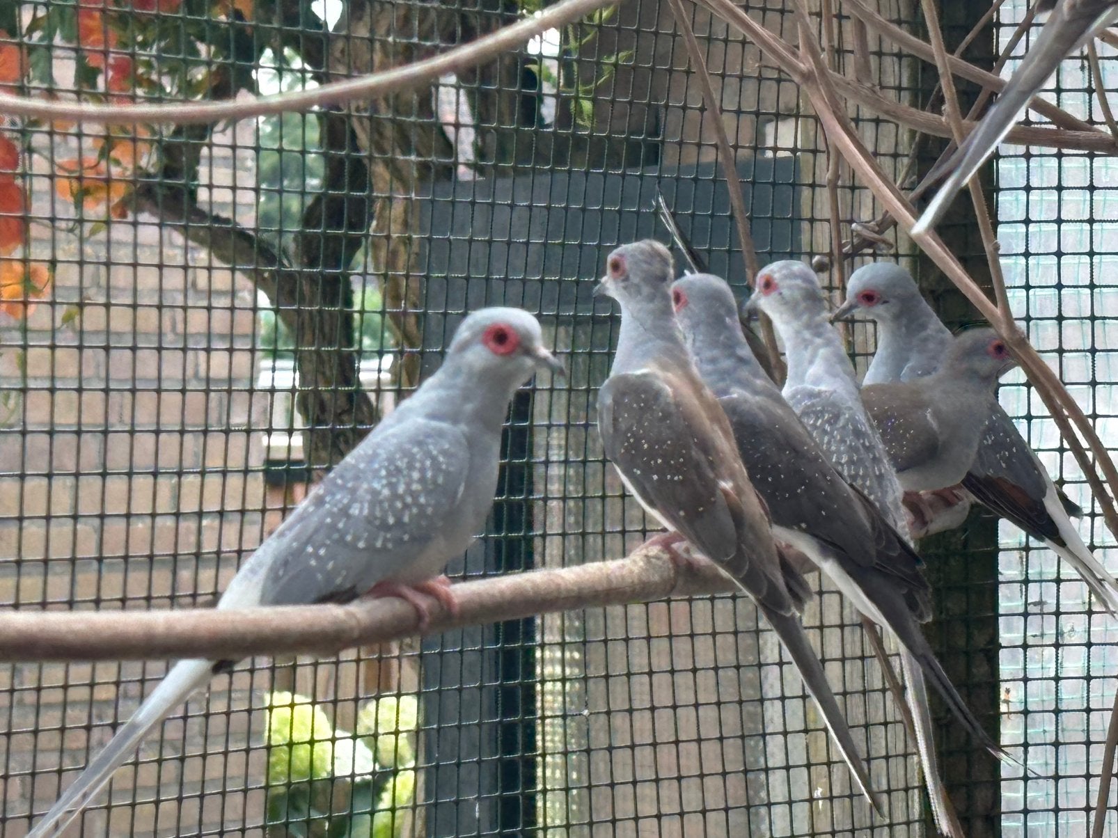 Diamantduifjes, Dieren en Toebehoren, Vogels | Overige Vogels, Meerdere dieren